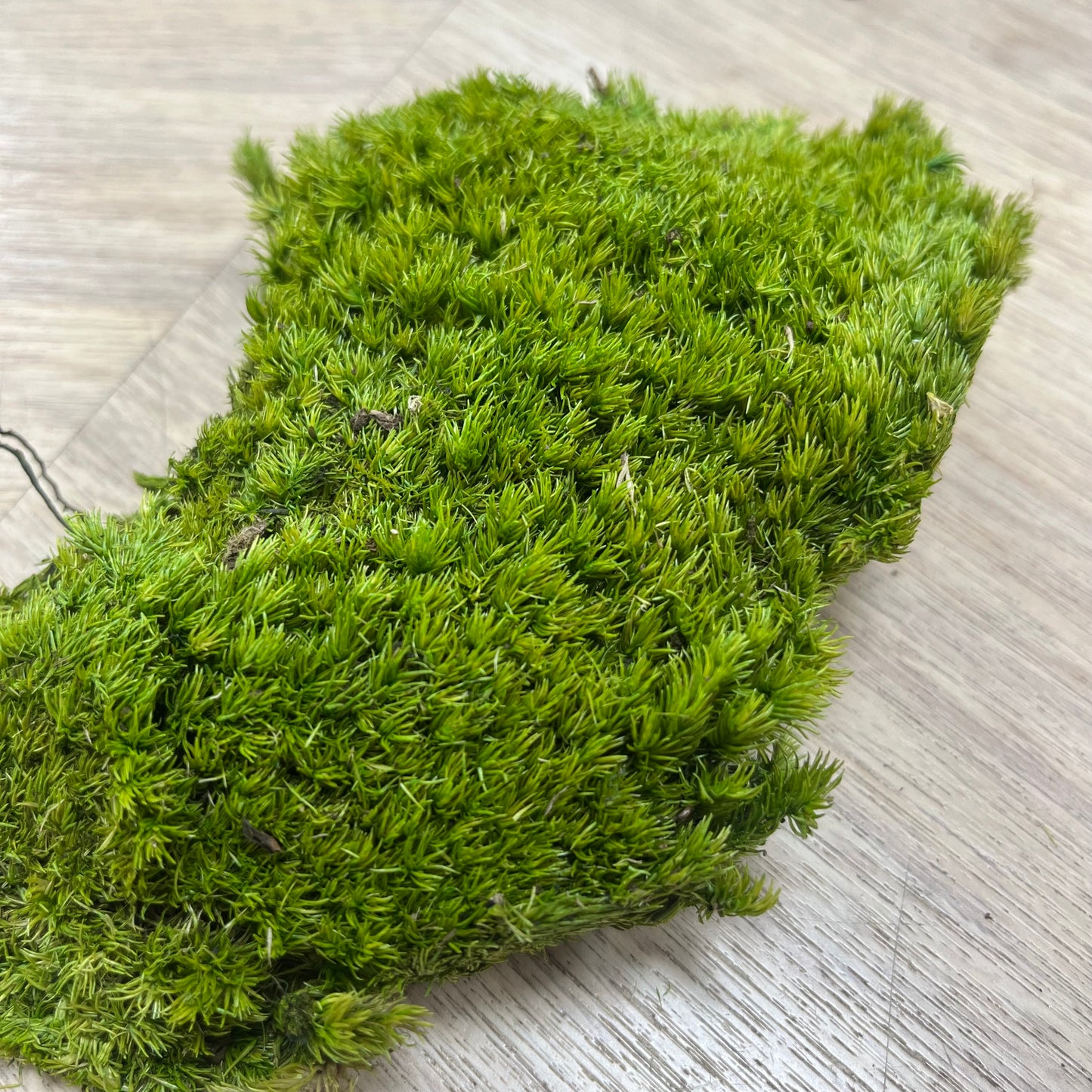 ✿ 台灣現貨 ✿ PF018A-S 白髮蘚 約15*15CM 苔蘚 模型草地