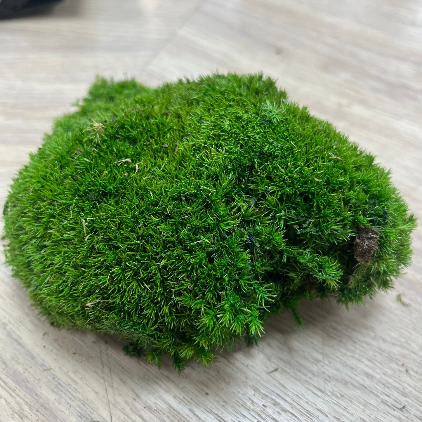 ✿ 台灣現貨 ✿ PF018A-S 白髮蘚 約15*15CM 苔蘚 模型草地