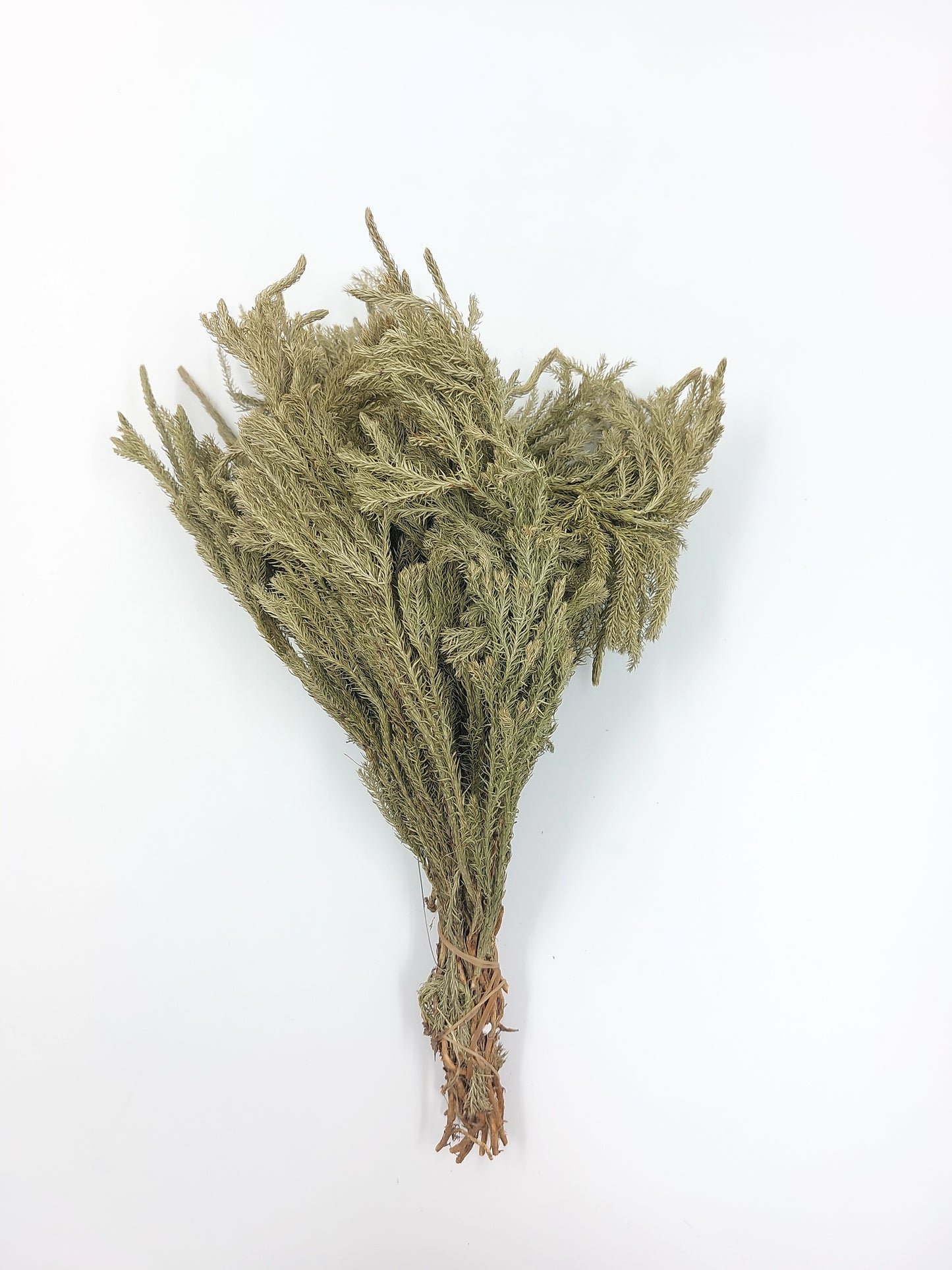 PL012/DL012過山龍柏 石松