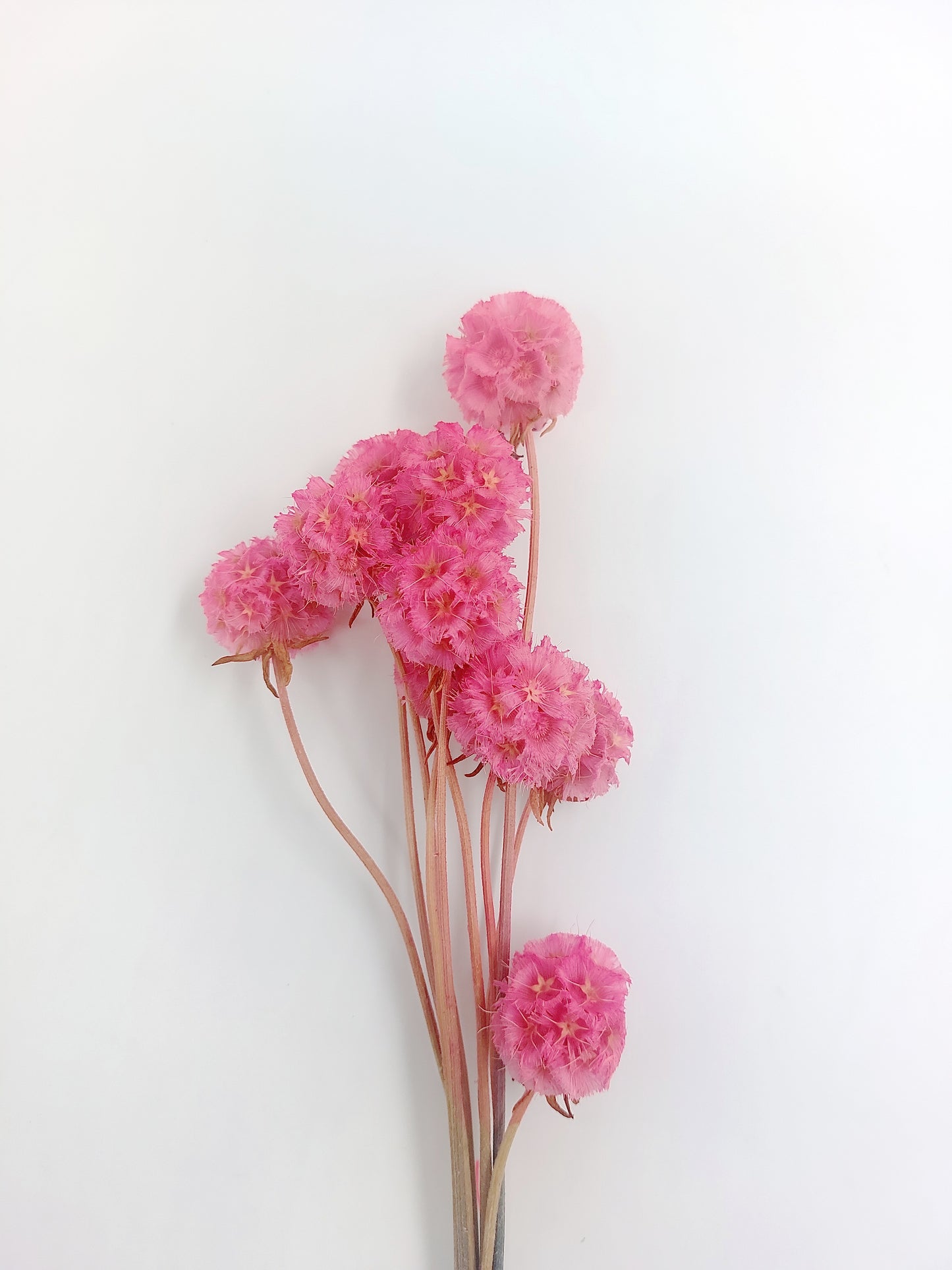 【台灣現貨】PA045-S 松蟲果 松蟲草 風車果 星芒松蟲 草星花 輪峰菊 永生 小份 DIY插花盆花