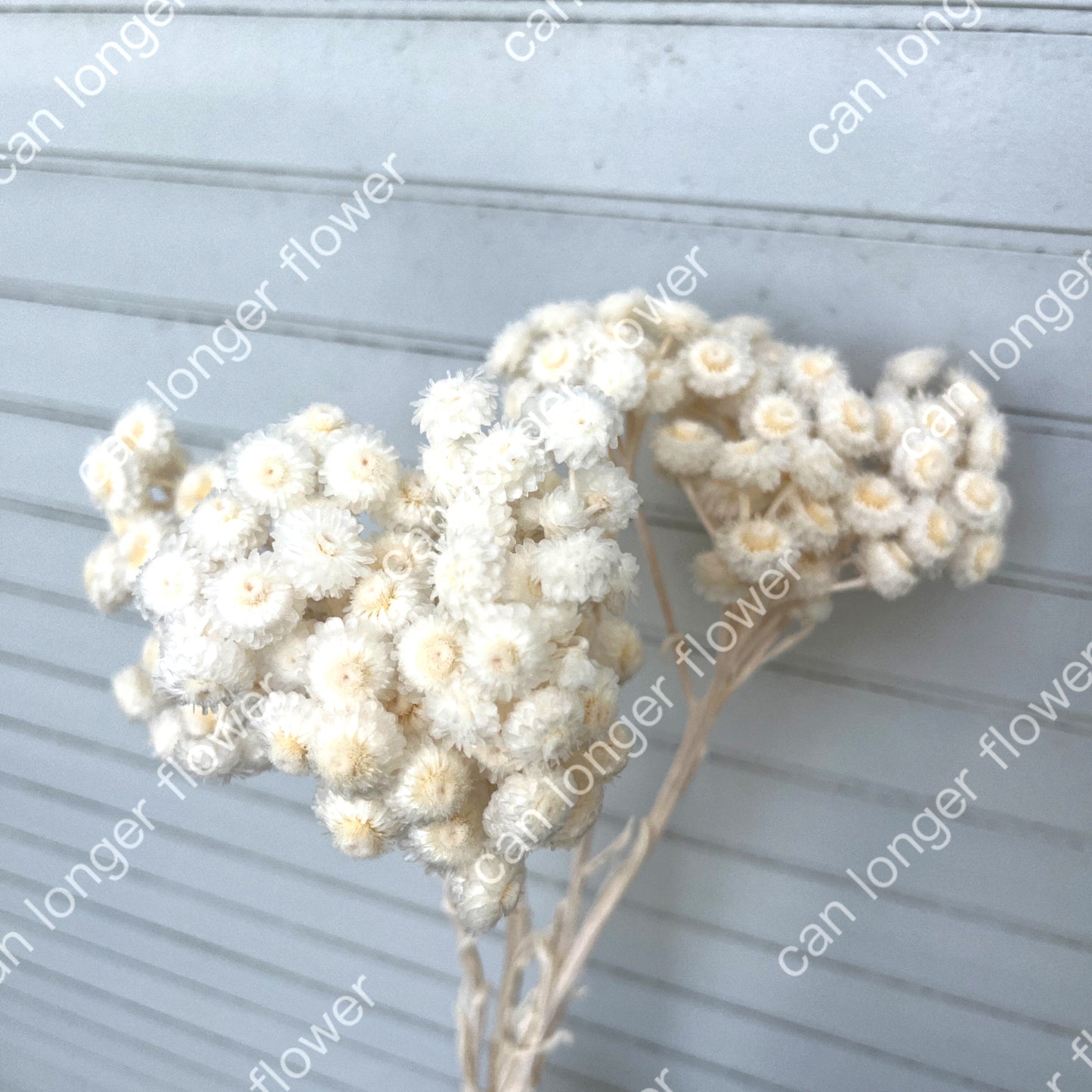 ✿ 台灣現貨 ✿  32052 臘菊 日本大地農園
