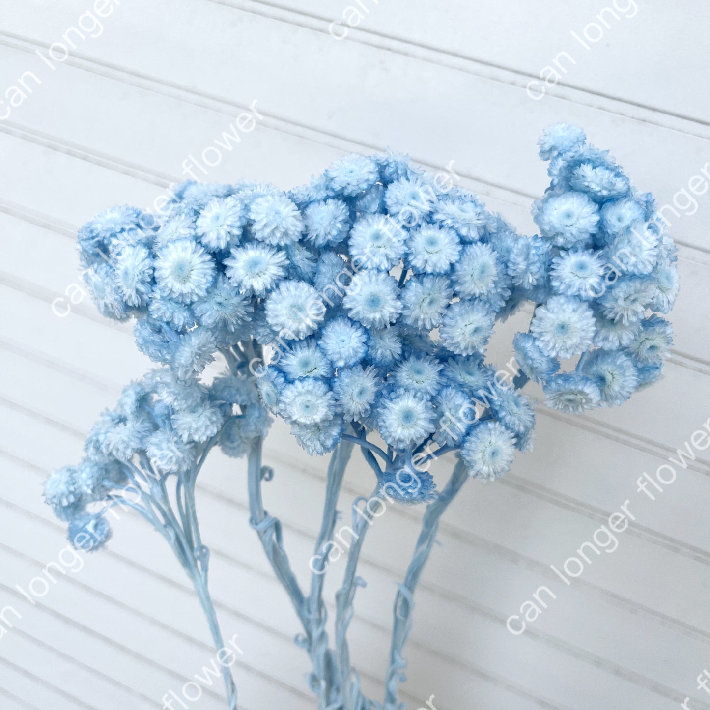 ✿ 台灣現貨 ✿  32052 臘菊 日本大地農園