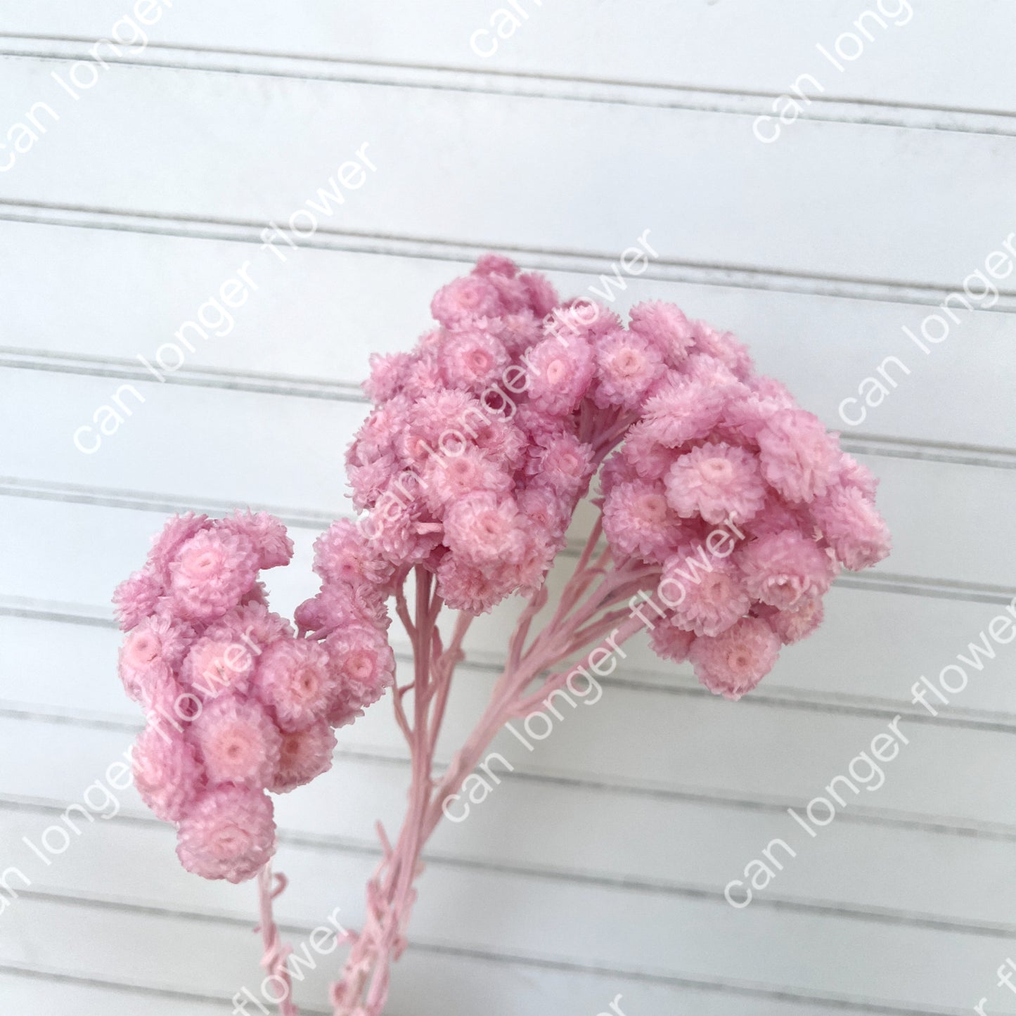 ✿ 台灣現貨 ✿  32052 臘菊 日本大地農園