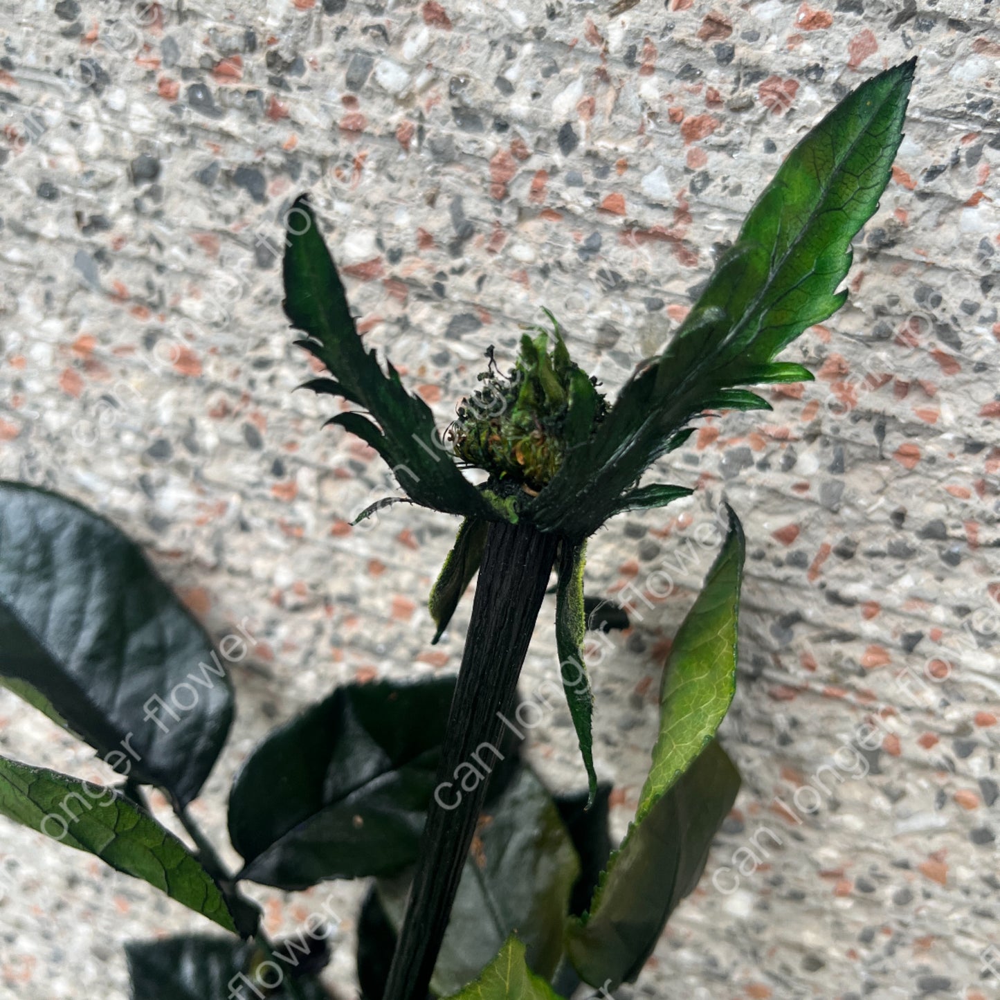 ✿ 台灣現貨 ✿ PL020 玫瑰枝條 60-70CM