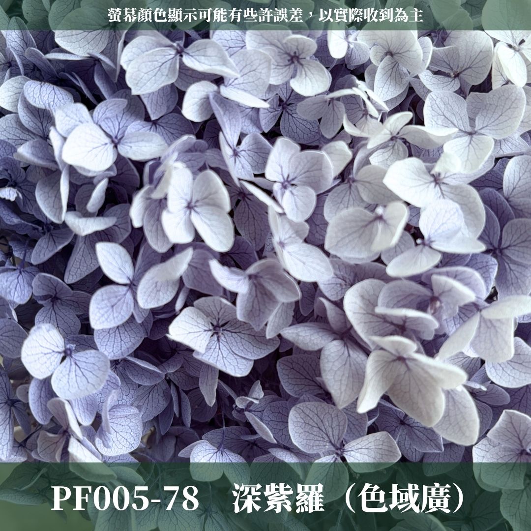 PF005 安娜繡球單支｜ A級 大份量 帶梗紫陽花 永生花 不凋花 乾燥花 DIY花材 拍攝道具 漸變花藝繡球 浮游花