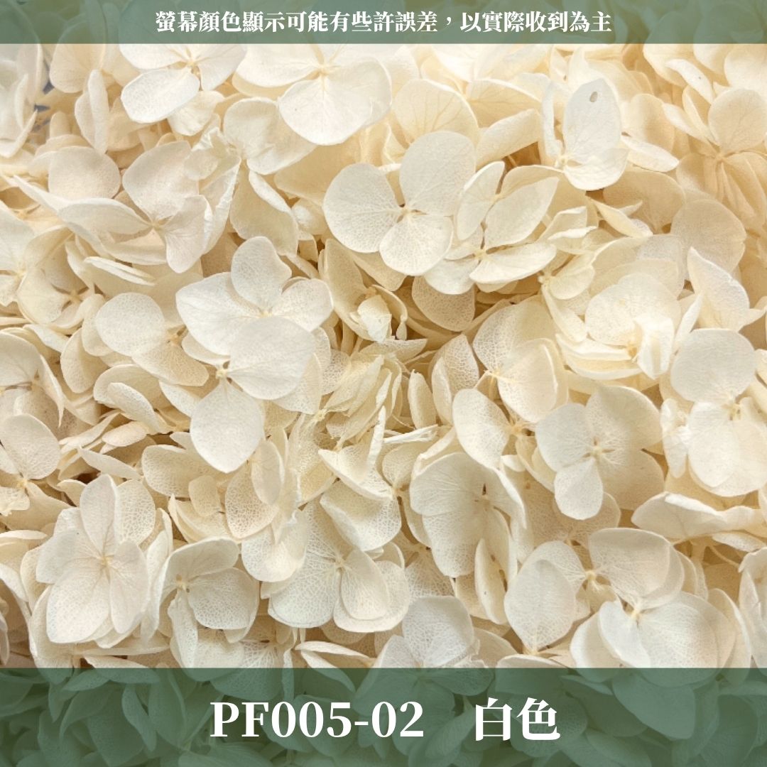 PF005 安娜繡球單支｜ A級 大份量 帶梗紫陽花 永生花 不凋花 乾燥花 DIY花材 拍攝道具 漸變花藝繡球 浮游花