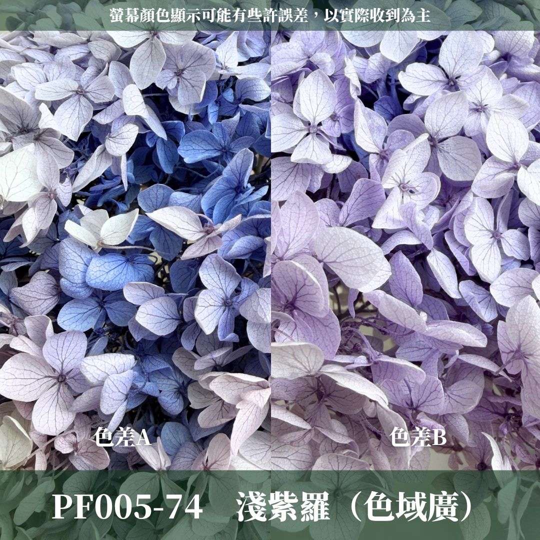 PF005 安娜繡球單支｜ A級 大份量 帶梗紫陽花 永生花 不凋花 乾燥花 DIY花材 拍攝道具 漸變花藝繡球 浮游花