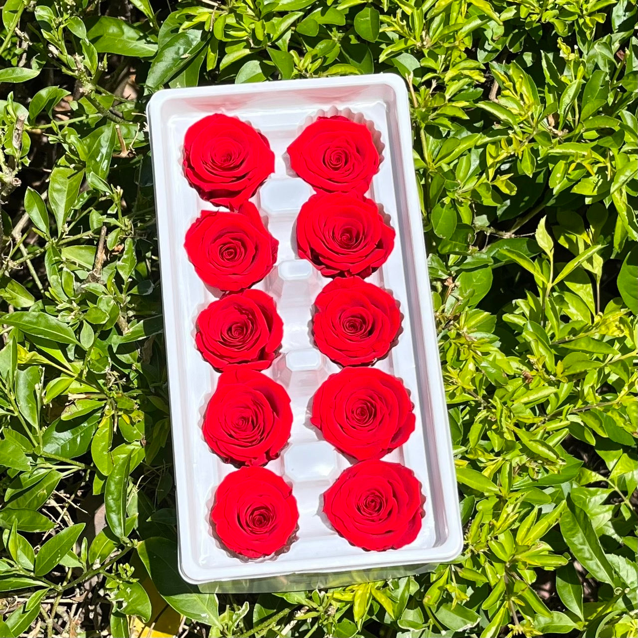 R10 十輪玫瑰