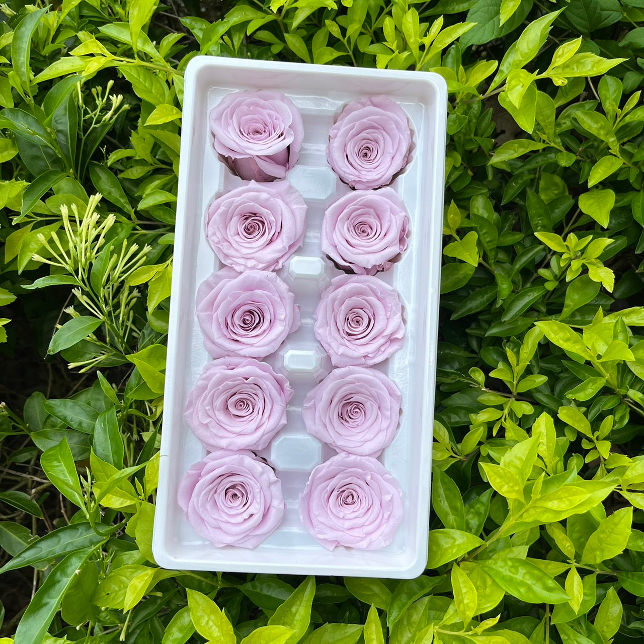 ✿ 台灣現貨 ✿ R10 永生玫瑰 3~4cm玫瑰 Ａ級 10朵裝 永生花 不凋花