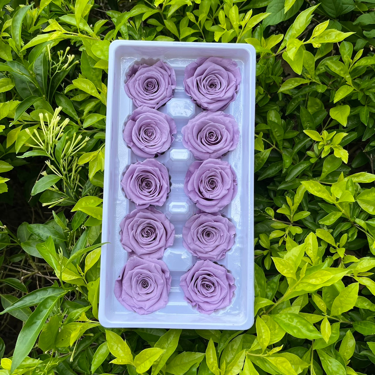 ✿ 台灣現貨 ✿ R10 永生玫瑰 3~4cm玫瑰 Ａ級 10朵裝 永生花 不凋花