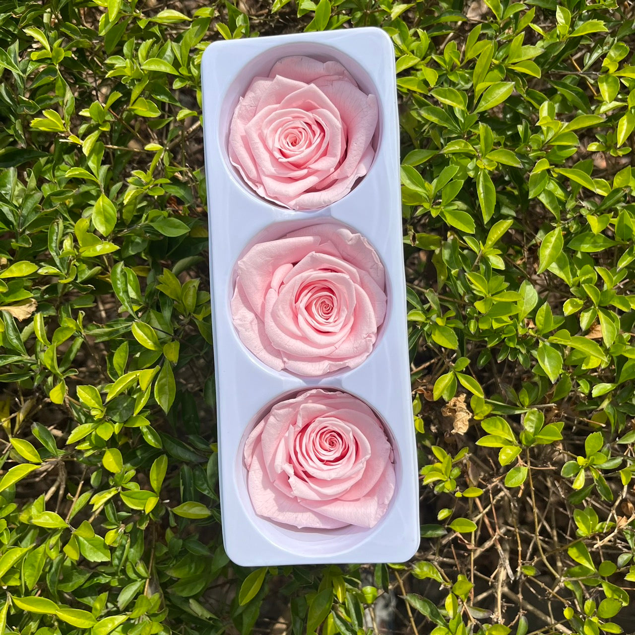 【台灣現貨】花大伯 RR03 永生玫瑰 6~7cm玫瑰 Ａ級 3朵裝 不凋花 小香風玫瑰 色彩款式齊全 莫蘭迪