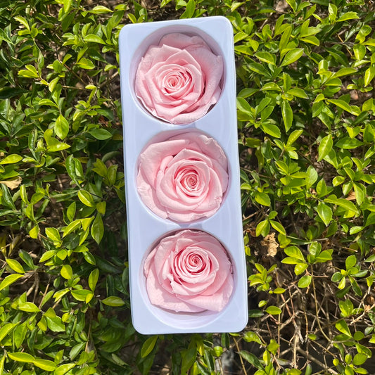 【台灣現貨】花大伯 RR03 永生玫瑰 6~7cm玫瑰 Ａ級 3朵裝 不凋花 小香風玫瑰 色彩款式齊全 莫蘭迪