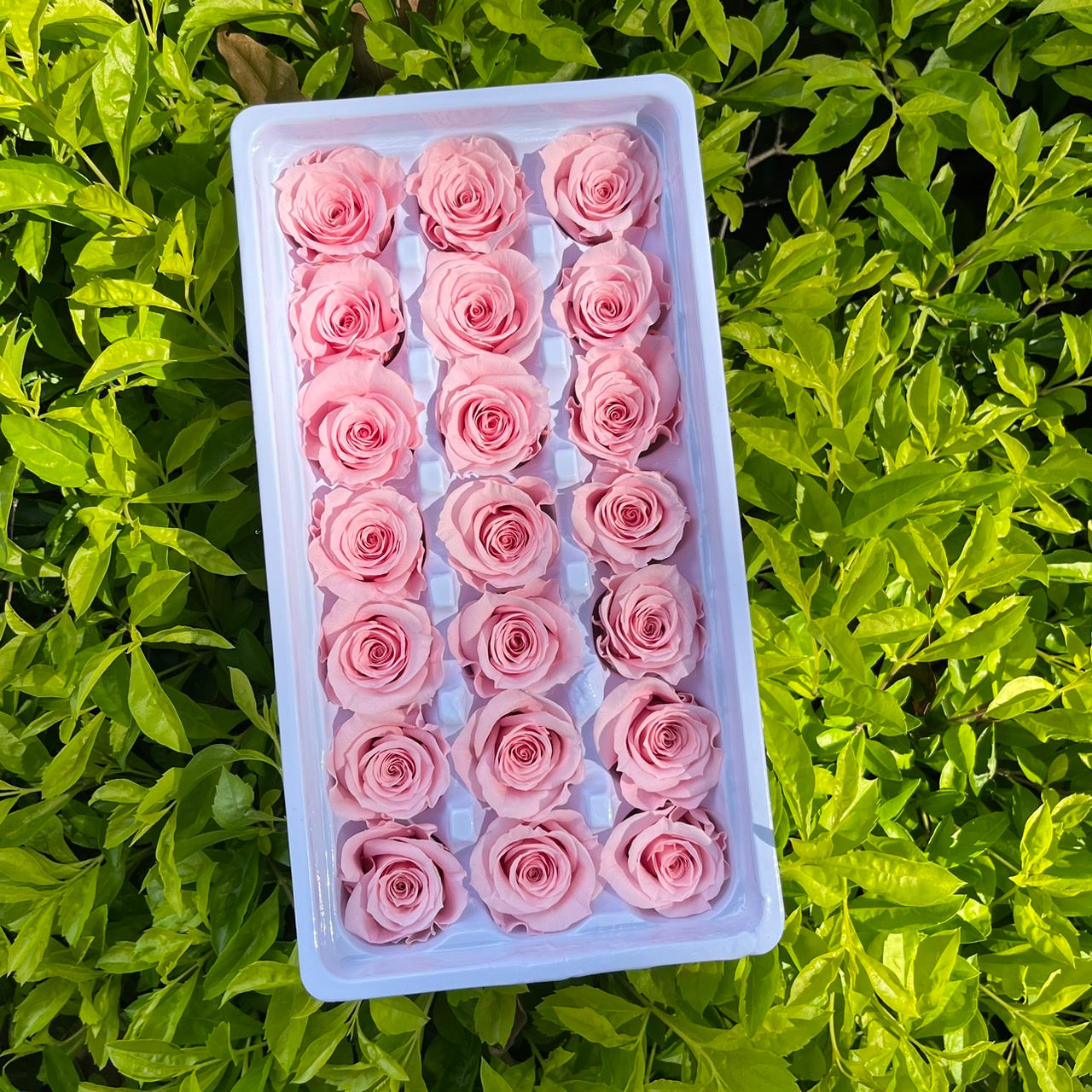 ✿ 台灣現貨 ✿ R21 永生玫瑰 2~3cm玫瑰 Ａ級 21朵裝 不凋花 永生花