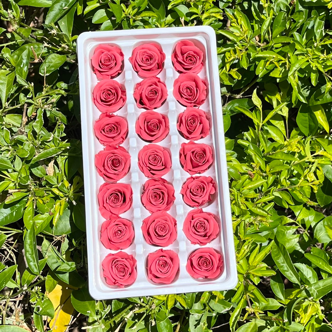 ✿ 台灣現貨 ✿ R21 永生玫瑰 2~3cm玫瑰 Ａ級 21朵裝 不凋花 永生花