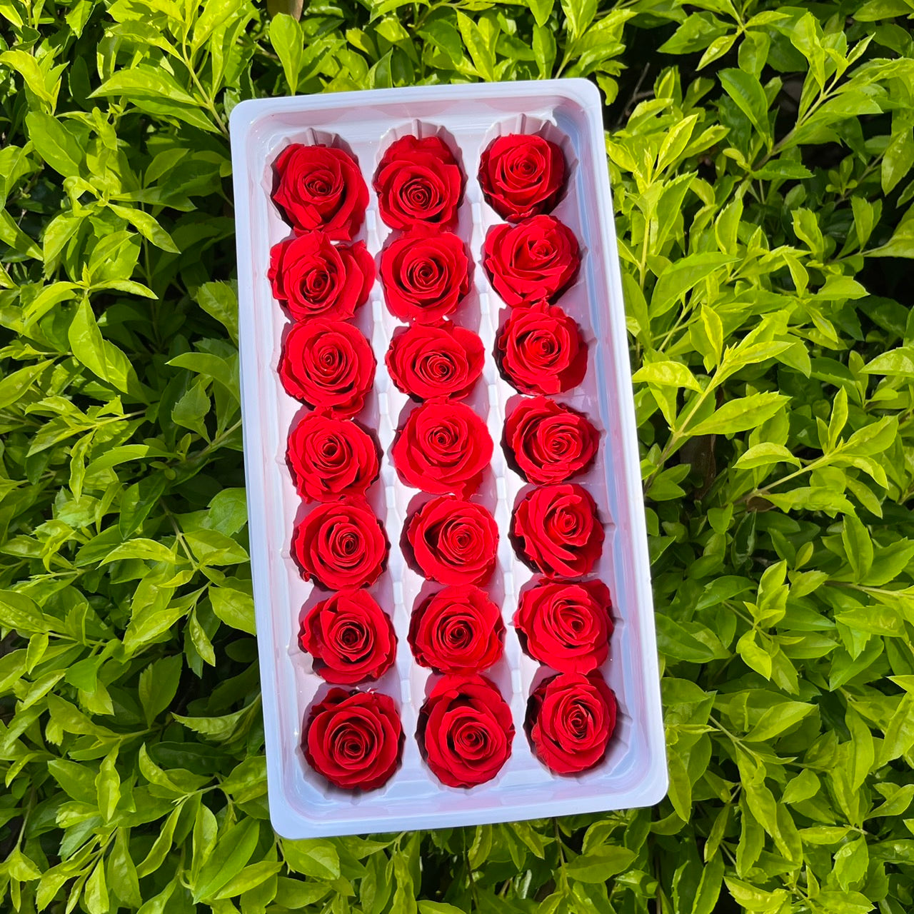 ✿ 台灣現貨 ✿ R21 永生玫瑰 2~3cm玫瑰 Ａ級 21朵裝 不凋花 永生花