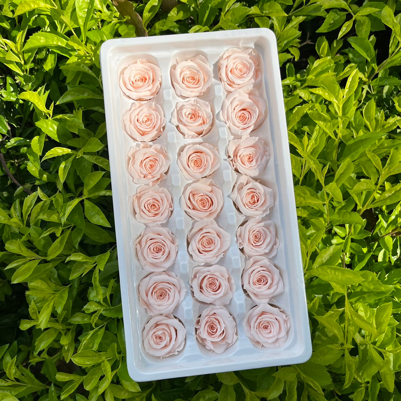 ✿ 台灣現貨 ✿ R21 永生玫瑰 2~3cm玫瑰 Ａ級 21朵裝 不凋花 永生花