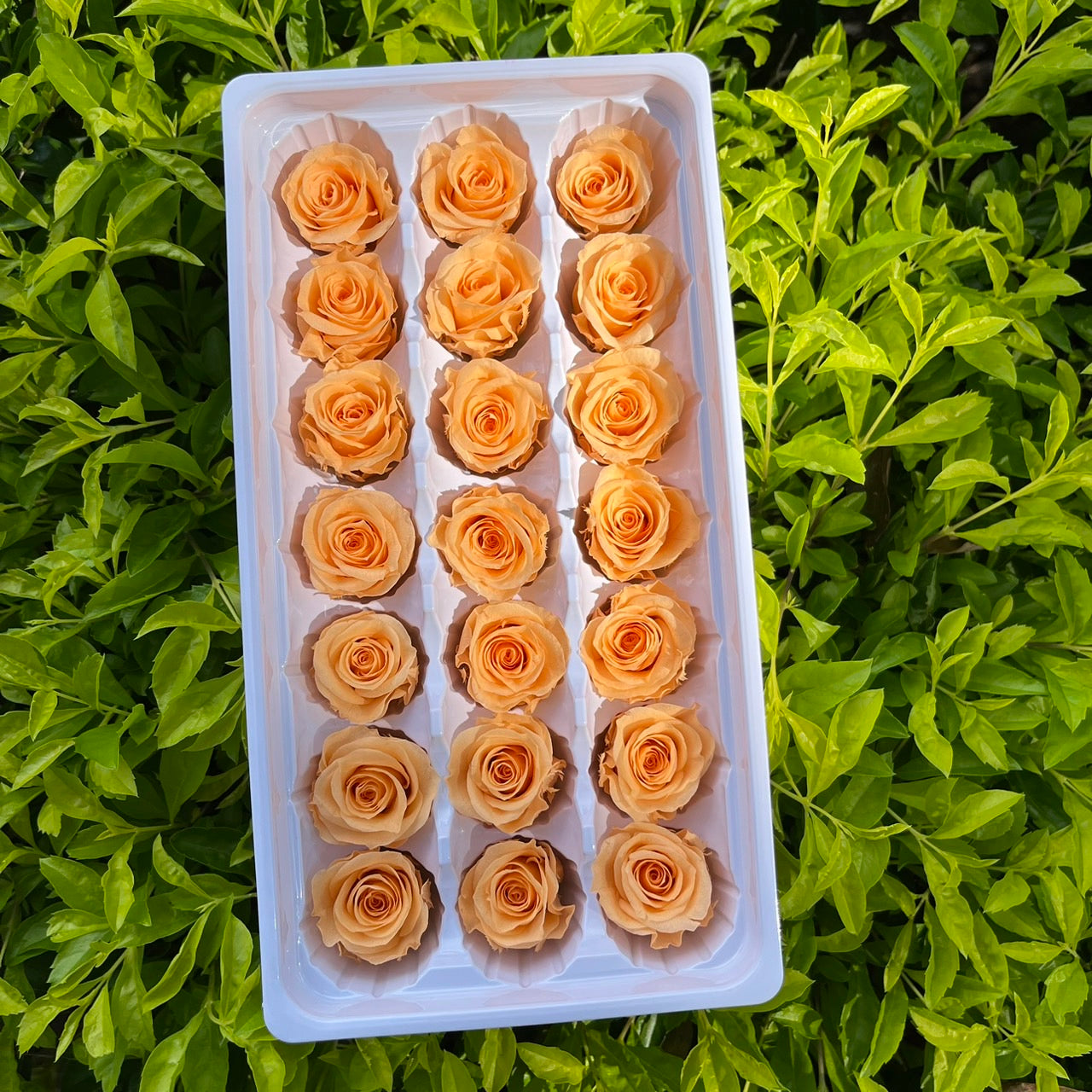 ✿ 台灣現貨 ✿ R21 永生玫瑰 2~3cm玫瑰 Ａ級 21朵裝 不凋花 永生花