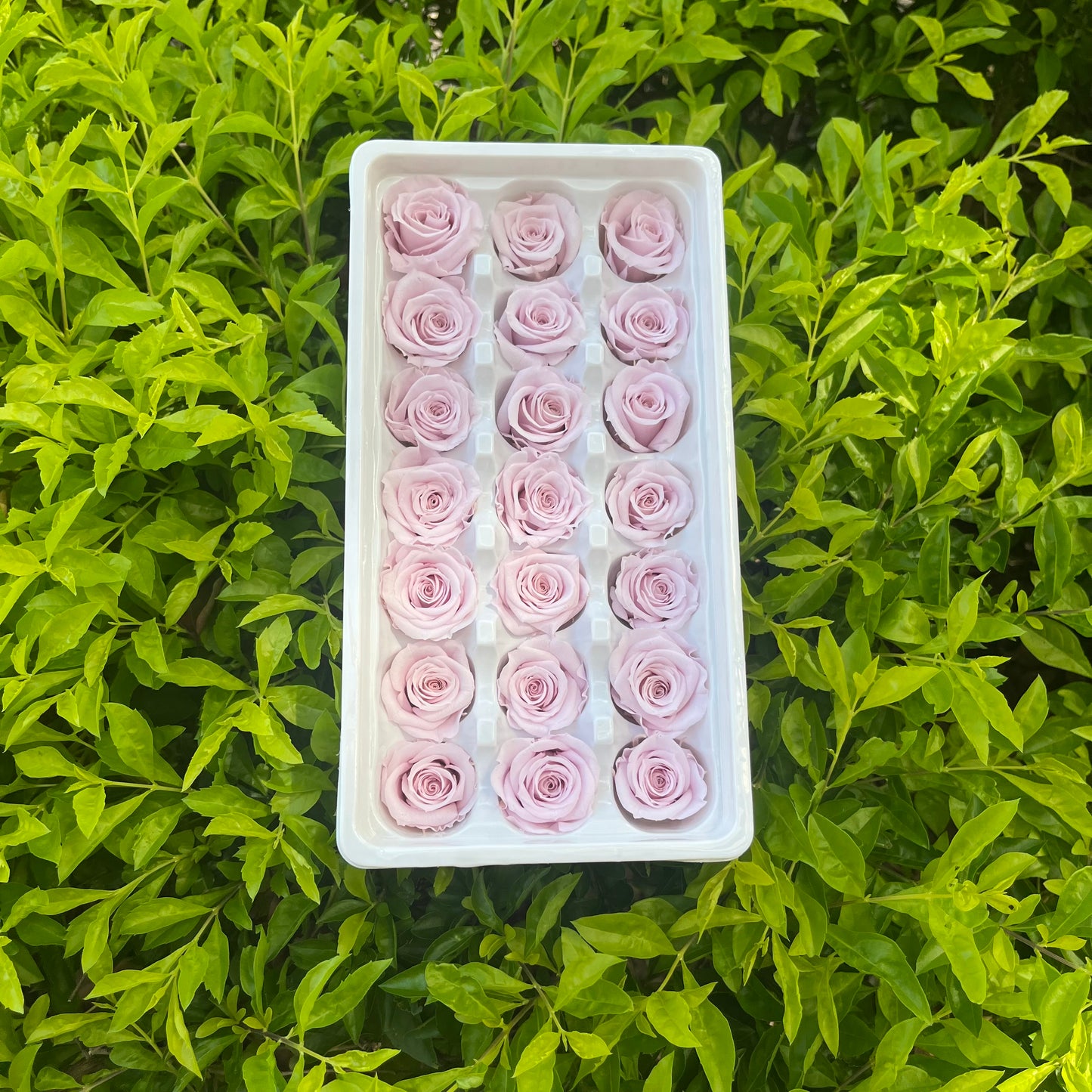 R21 二十一輪玫瑰