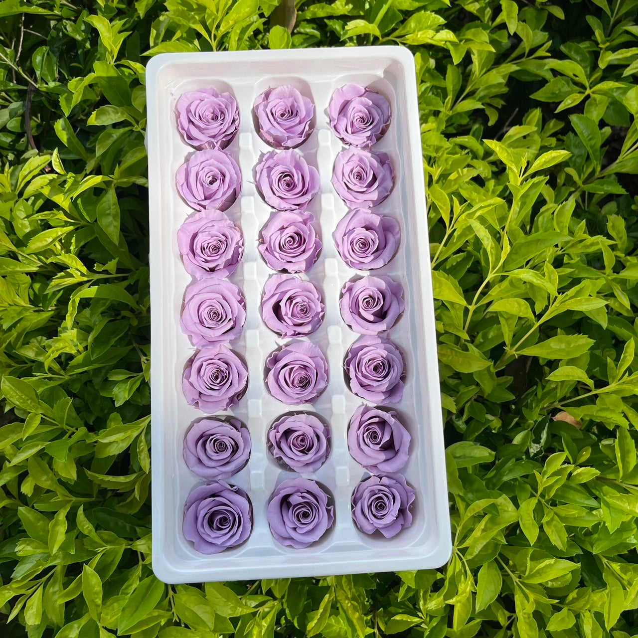 R21 二十一輪玫瑰