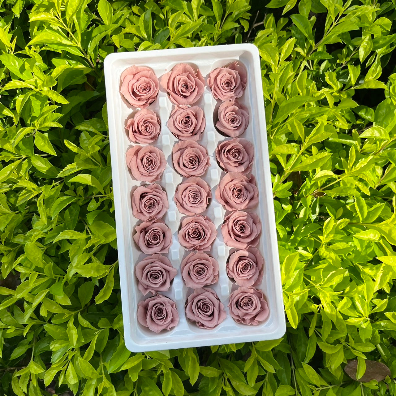 ✿ 台灣現貨 ✿ R21 永生玫瑰 2~3cm玫瑰 Ａ級 21朵裝 不凋花 永生花