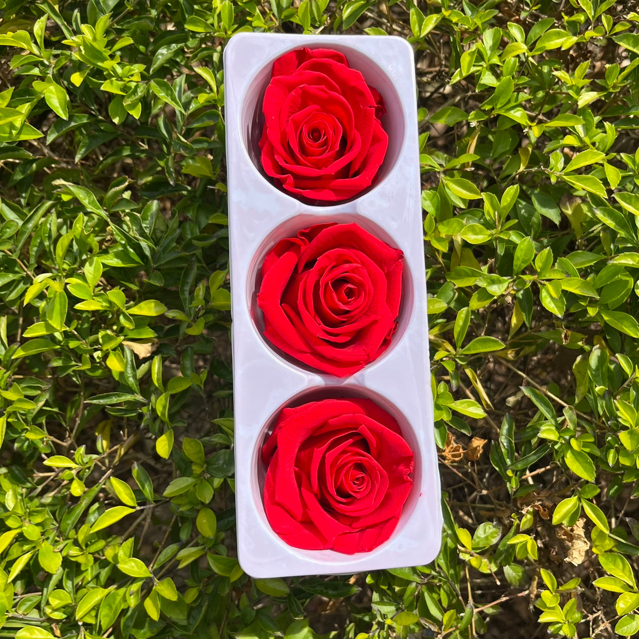 【台灣現貨】花大伯 RR03 永生玫瑰 6~7cm玫瑰 Ａ級 3朵裝 不凋花 小香風玫瑰 色彩款式齊全 莫蘭迪