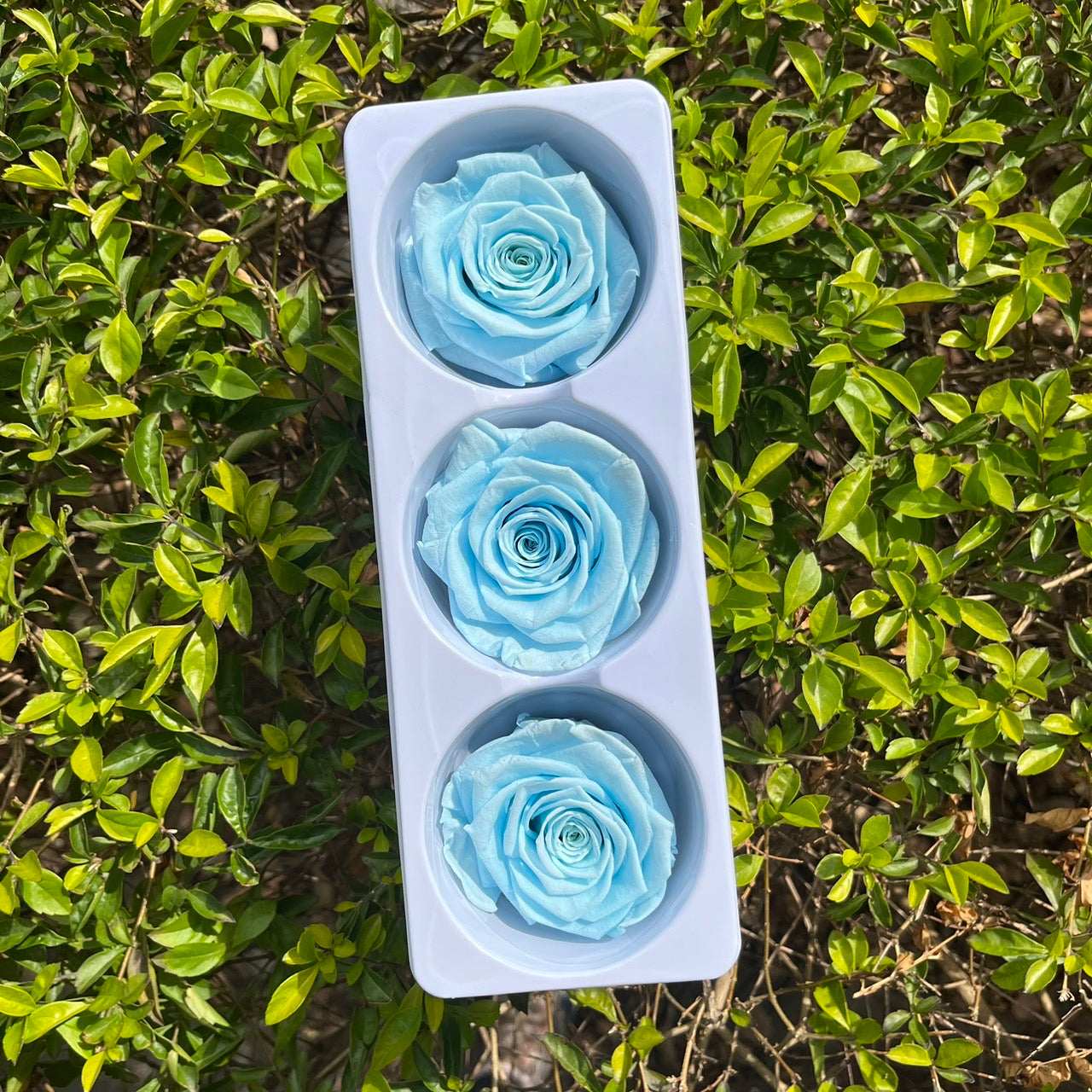 【台灣現貨】花大伯 RR03 永生玫瑰 6~7cm玫瑰 Ａ級 3朵裝 不凋花 小香風玫瑰 色彩款式齊全 莫蘭迪