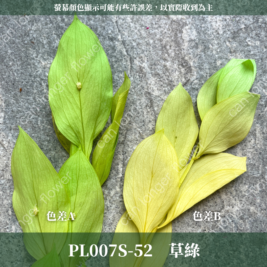 PL007S 小玉竹葉 玉竹葉 桔葉 永生 小份量