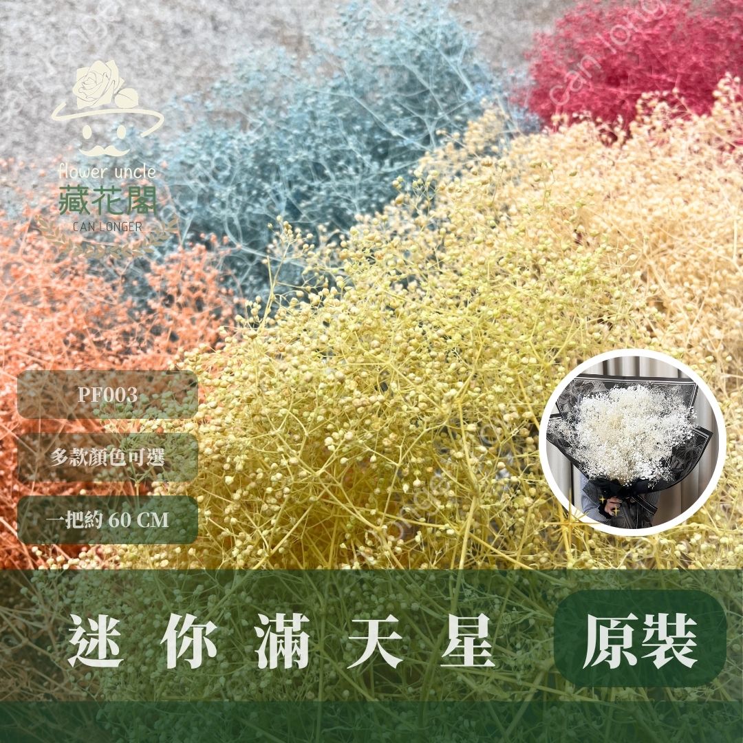 PF003 原裝迷你滿天星｜小滿天星 百萬星 花藝 永生花 乾燥花 霞草 花束材料包 花盅 手作 捧花材料 類大地農園