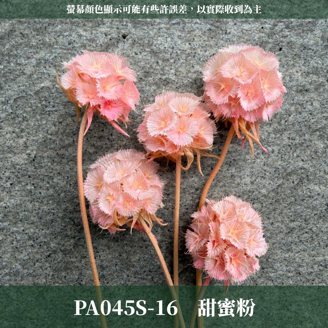 PA045S 松蟲果經濟包｜永生風車果 松蟲草 天然乾燥花材 拍攝道具 星芒松蟲 永生花草星花 輪峰菊 藍盆花 花藝果實