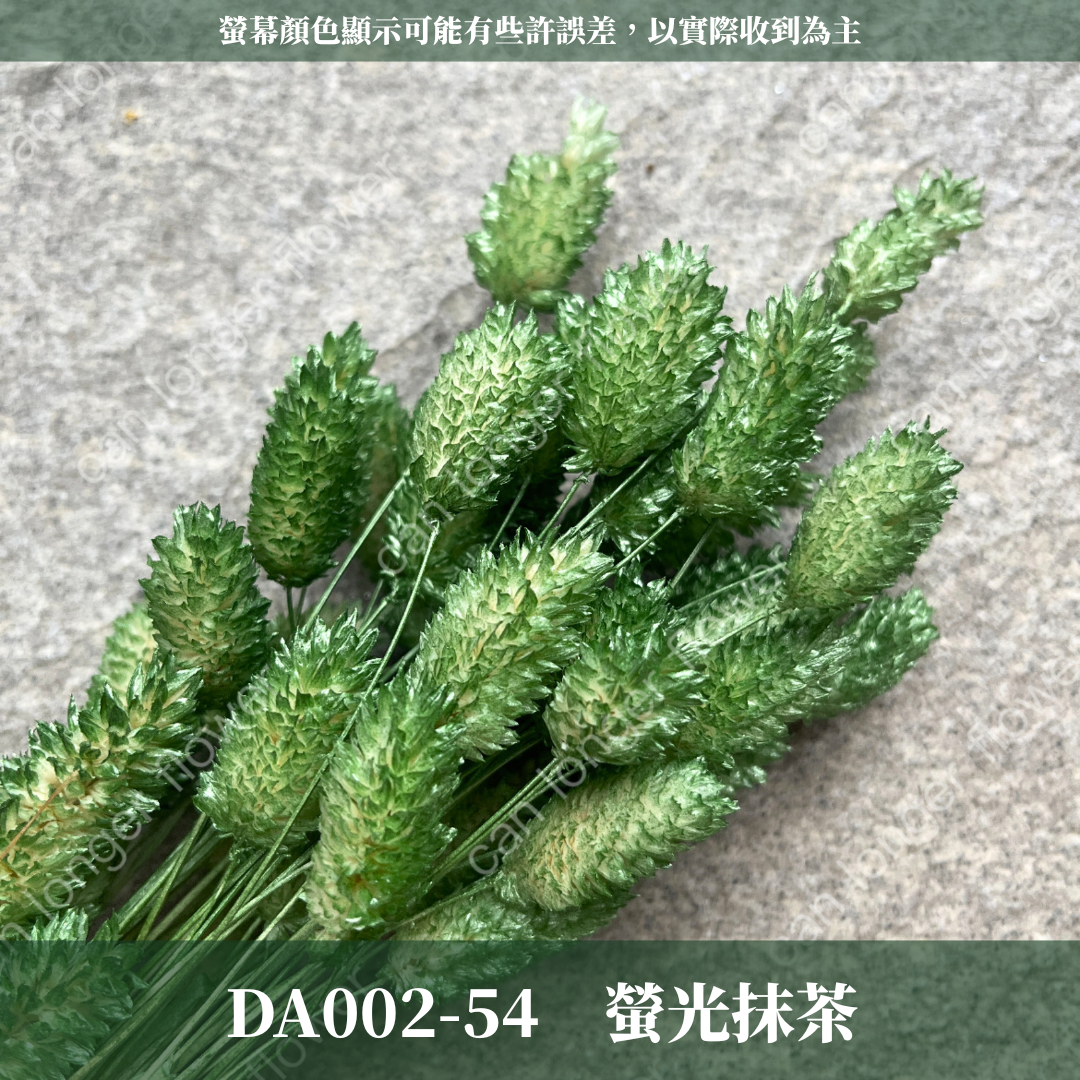DA002 加那利 台灣現貨