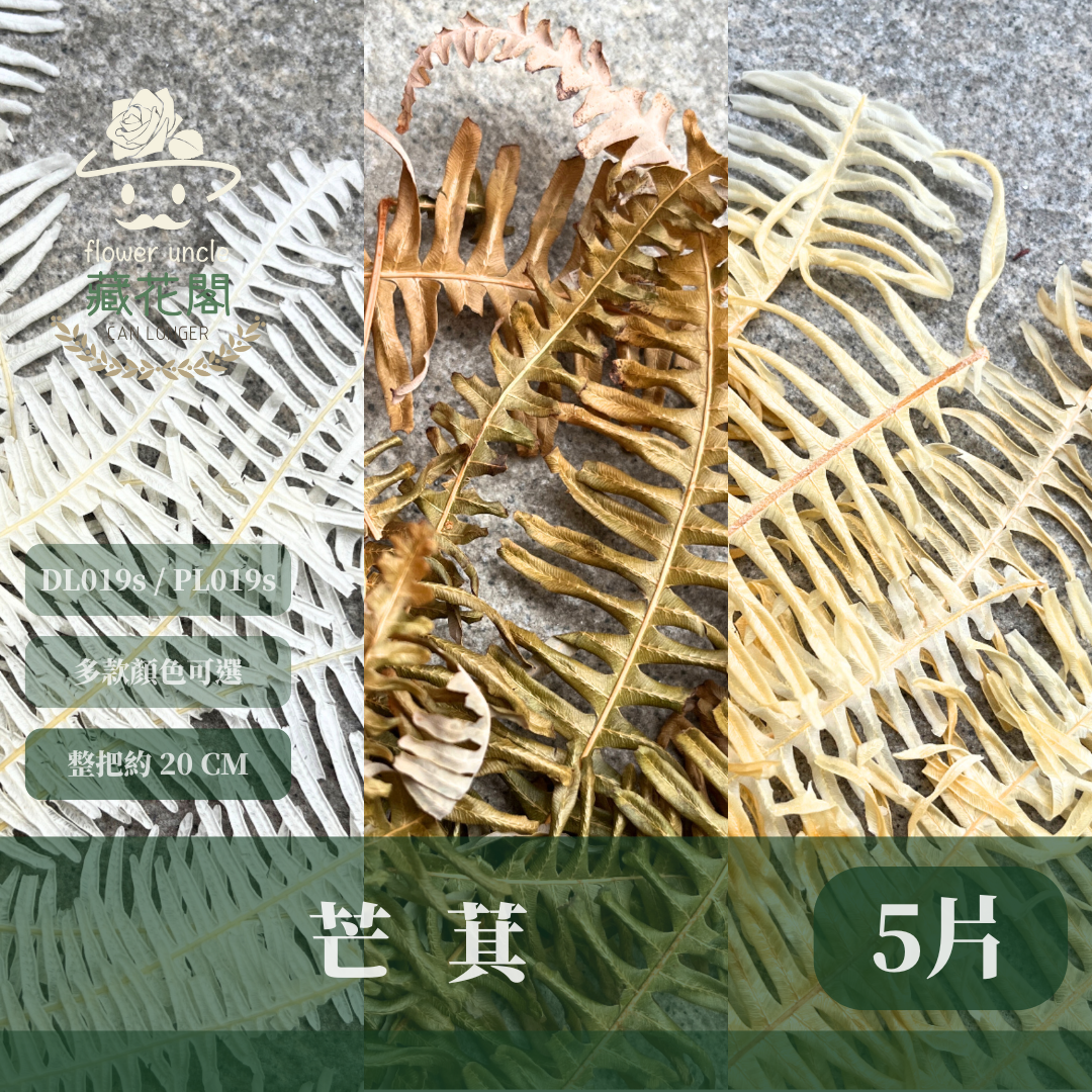 DL019s/PL019s 芒萁 小份量 蕨葉 姬蕨葉 碗蕨 高山羊齒  台灣現貨