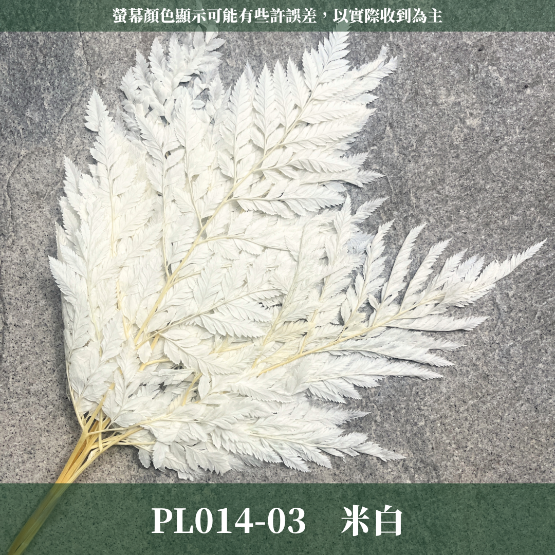 PL014 高山羊齒 經濟包 1片 姬蕨葉 碗蕨
