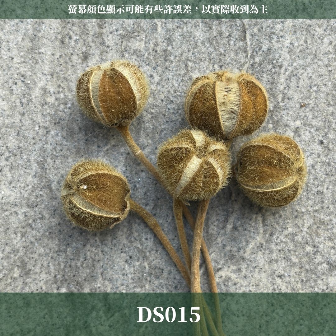 DS015 木芙蓉｜獨家花材！稀有乾燥花 乾燥花特別款 植物果實 拍照道具 花藝材料包 浮游花 浮油花 乾花 乾燥果實