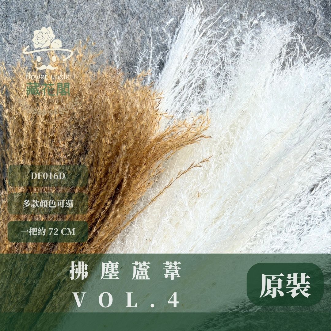 DF016D 原裝拂塵蘆葦｜ 花穗長度約35cm｜拂塵 金絲草 乾燥 原裝/小份量 乾燥花素材 居家裝飾花材 花藝設計