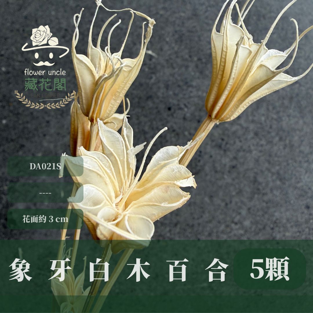 DA021S 象牙白木百合經濟包｜乾燥小百合 八角花 乾燥花材 花束 裝飾 DIY插花 浮游花 蠟燭材料 手作拍照道具