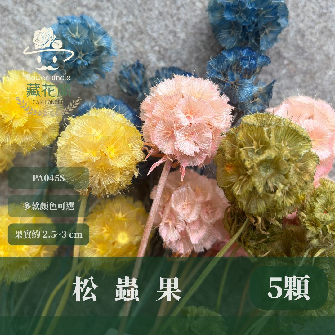 PA045S 松蟲果經濟包｜永生風車果 松蟲草 天然乾燥花材 拍攝道具 星芒松蟲 永生花草星花 輪峰菊 藍盆花 花藝果實