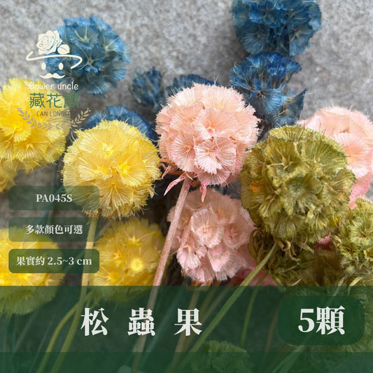 PA045S 松蟲果經濟包｜永生風車果 松蟲草 天然乾燥花材 拍攝道具 星芒松蟲 永生花草星花 輪峰菊 藍盆花 花藝果實