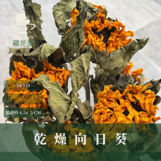 DF018 乾燥向日葵｜限量售完不補｜單頭販售 畢業花束材料 乾燥花 永生花 畢業向日葵 復古花材 乾燥花材主花 太陽花