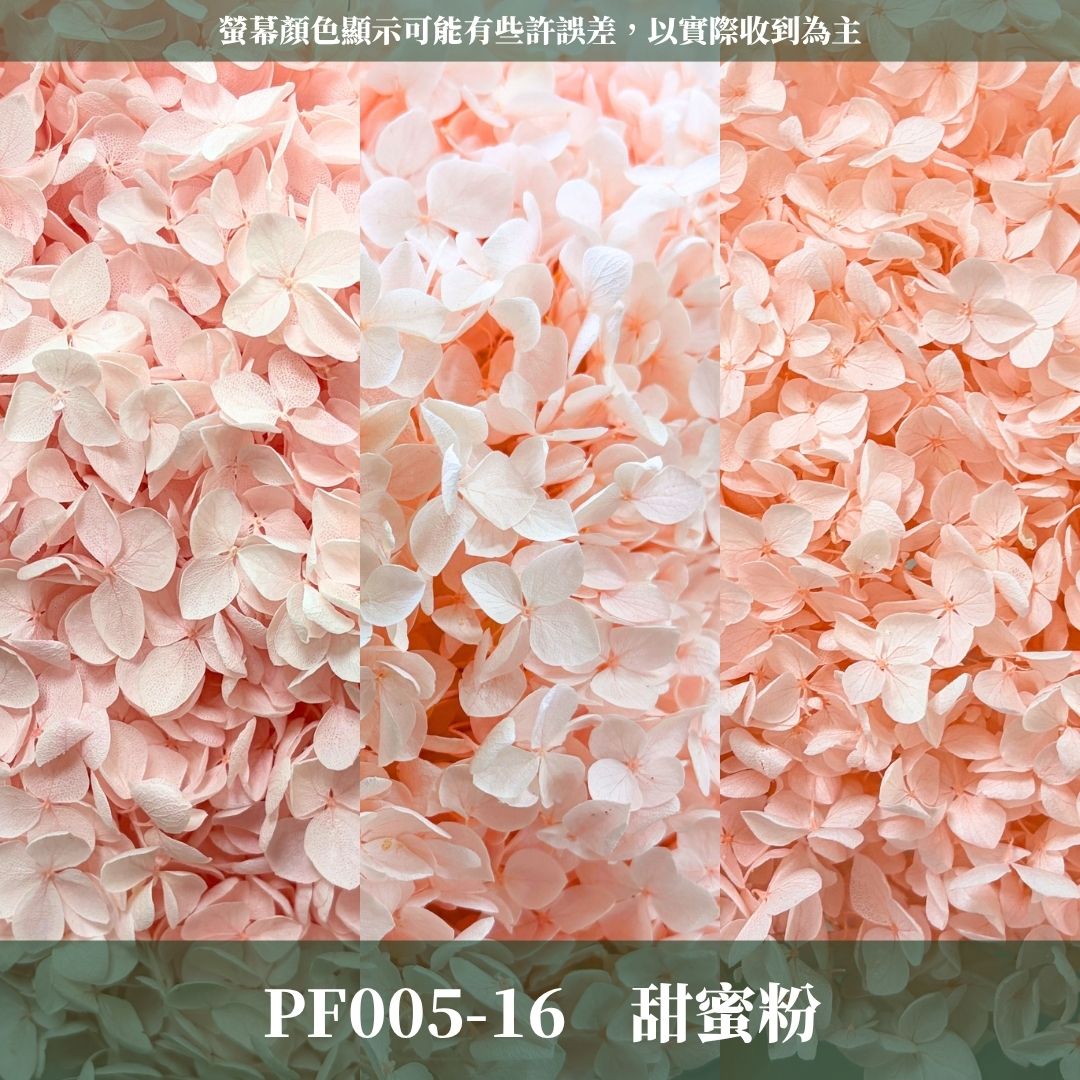 PF005 安娜繡球單支｜ A級 大份量 帶梗紫陽花 永生花 不凋花 乾燥花 DIY花材 拍攝道具 漸變花藝繡球 浮游花