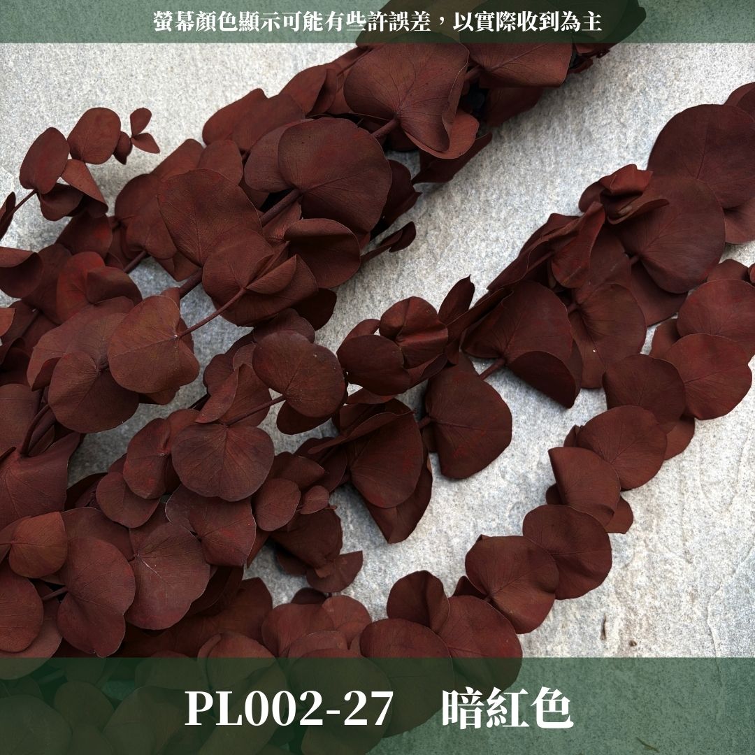 PL002 原裝大軟葉尤加利｜花藝獨家！特殊漸層尤加利 花材 葉材 永生花 乾燥花 不凋花花藝師用料 拍照道具花材