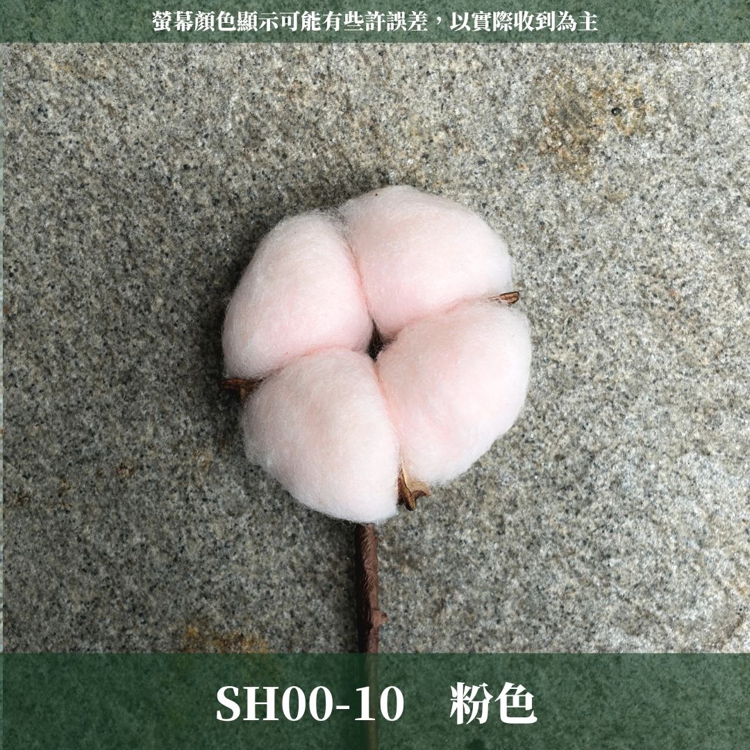 SH00 原裝棉花｜12+6種顏色 特殊五辦棉花特殊款 單支白色棉花 天然棉花 乾燥花 花藝 多色棉花 棉花 手工花