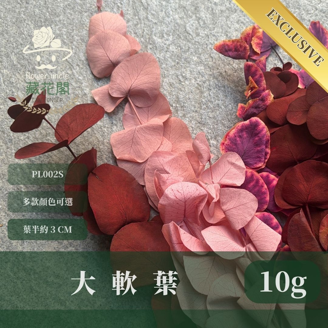 PL002S 大軟葉尤加利經濟包｜花藝獨家！特殊漸層尤加利 花材 葉材 永生花 乾燥花 不凋花花藝師用料 拍照道具花材
