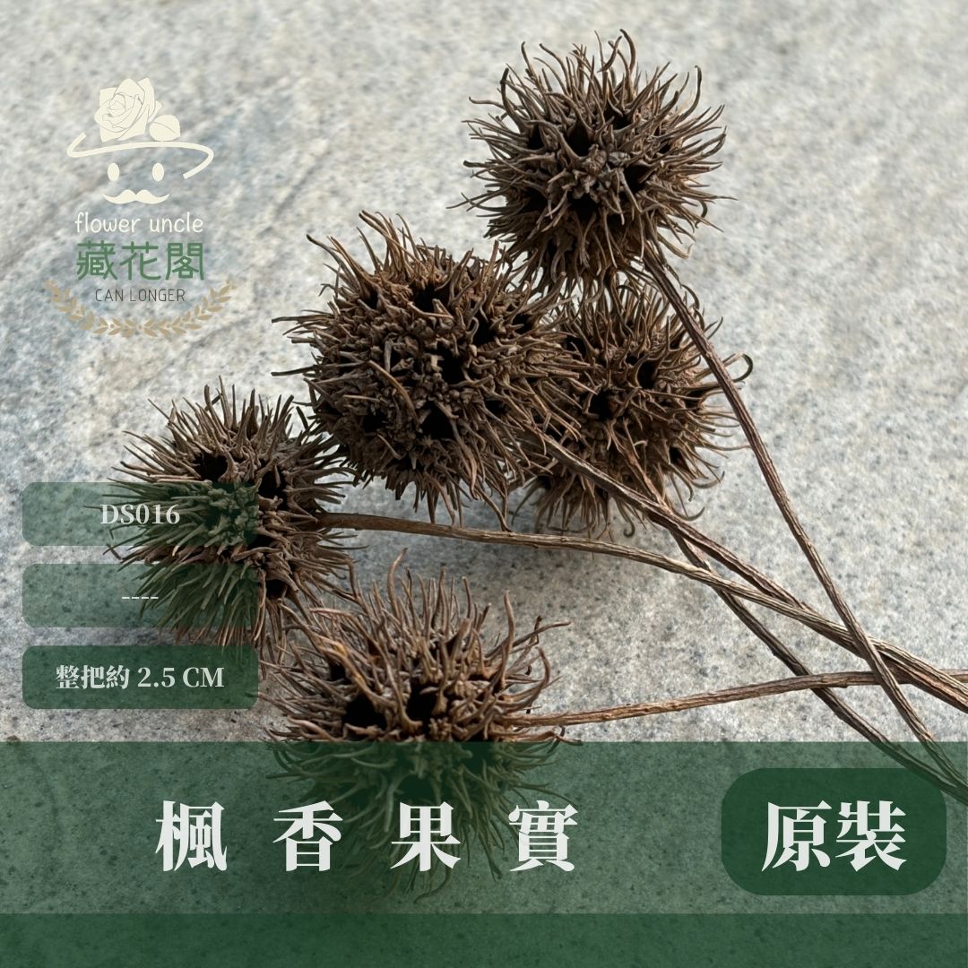 DS016 楓香果實｜天然楓香果實 台灣果實森林果 秋冬手作DIY素材 乾躁花材 花圈材料 裝飾道具 復古道具 拍照道具