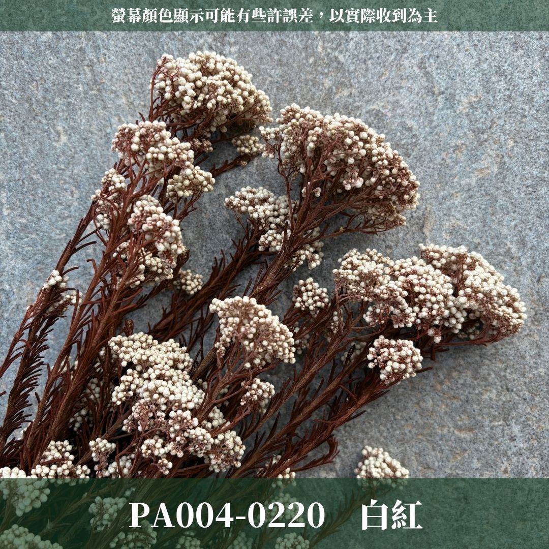PA004 原裝米香｜永生水稻花 不凋小米花 花束配材 乾燥花 桌花 花盅 插花 花藝師 CP質教學材料 永生花居家佈置