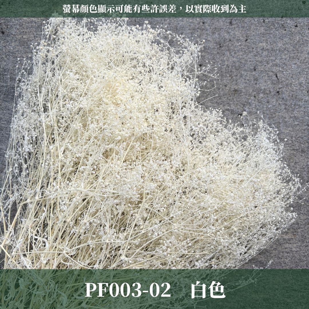 PF003 原裝迷你滿天星｜小滿天星 百萬星 花藝 永生花 乾燥花 霞草 花束材料包 花盅 手作 捧花材料 類大地農園