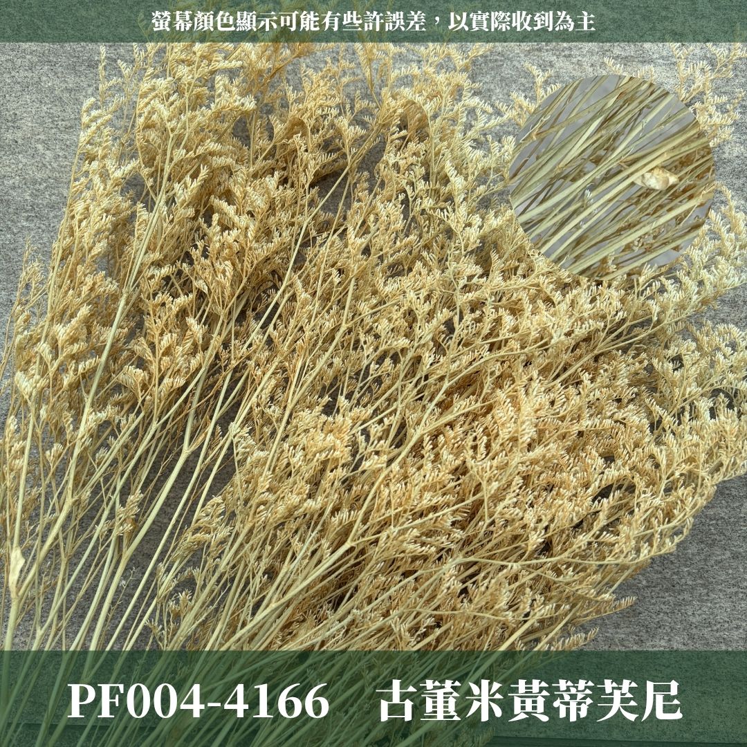 PF004 原裝卡斯比亞｜買五送一！花藝師必買 情人花 永生卡斯比雅 永生花手作DIY 不凋花材 韓式乾燥花材配花 婚禮