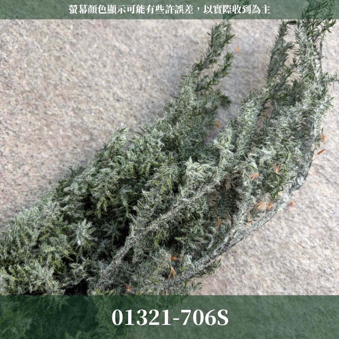 01321-706S 絨毛綠雪松經濟包｜日本大地農園永生雪松 進口不凋雪松 手作聖誕花圈 聖誕樹diy花材 ヒムロスギ