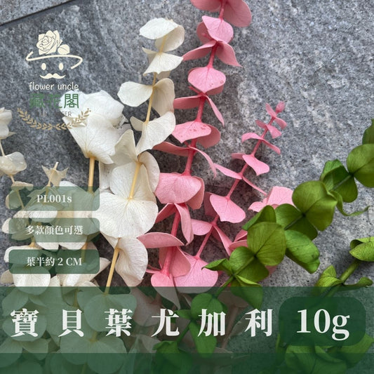 PL001S 寶貝尤加利經濟包｜不凋寶貝尤加利葉 小圓葉 永生花 染色尤加利 錢銅草 攝影道具 新娘捧花 乾燥花批發 捧花