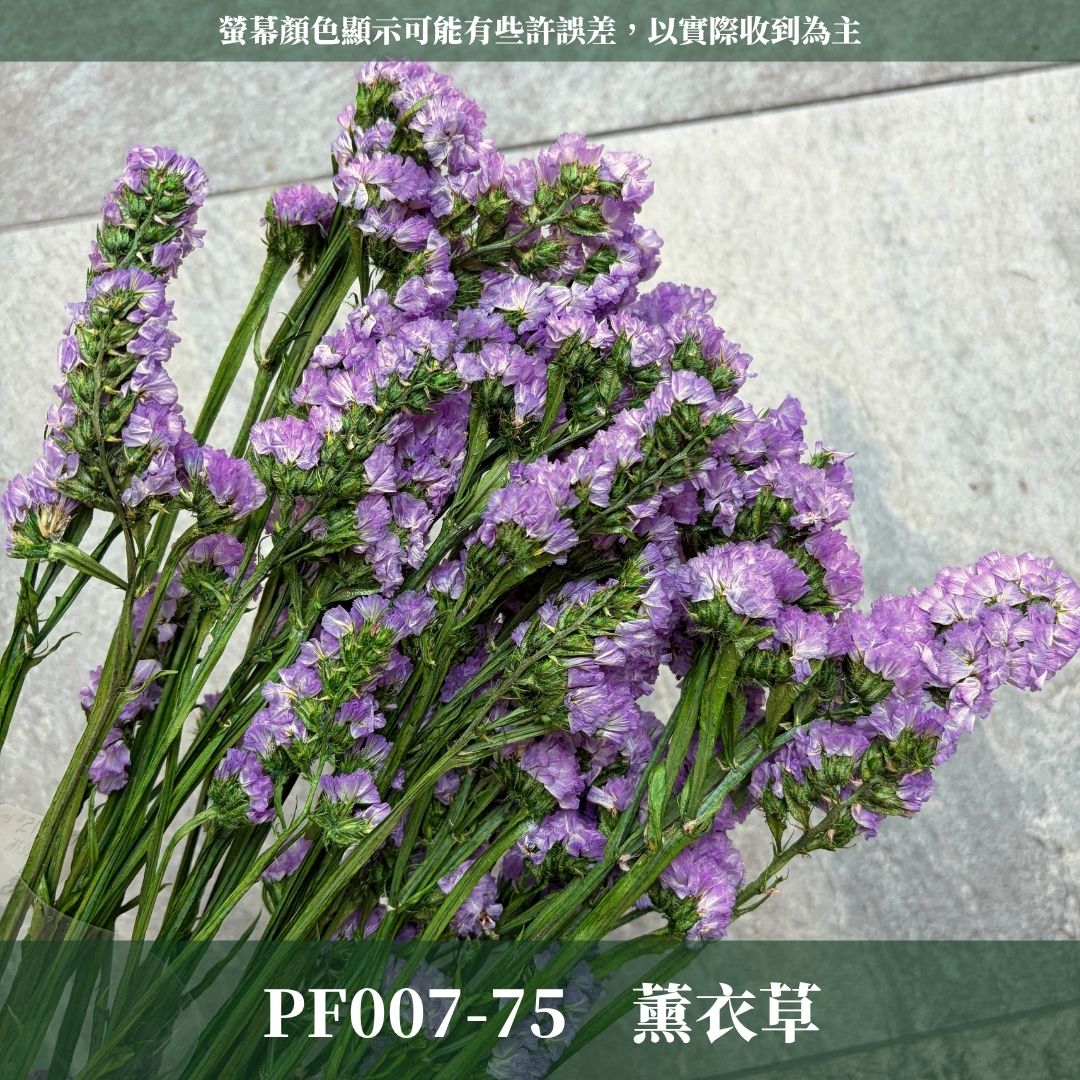 PF007 原裝星辰花｜買四送一｜永生勿忘我 不凋花 永生花材 花藝材料 婚禮花束 DIY捧花 拍照道具 花藝師必買