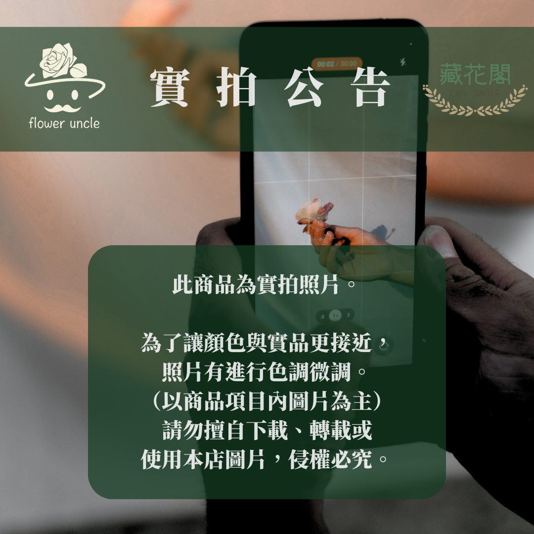 PA029 夢幻草 台灣現貨